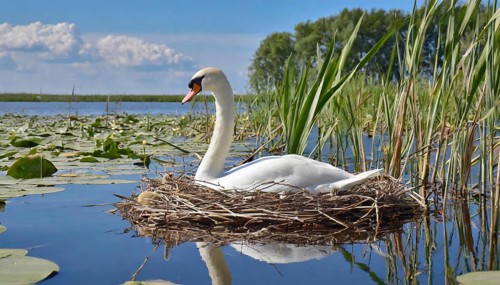 Ai generated, animal, animals, bird, birds, biotope, habitat, a, individual, water, reed, water