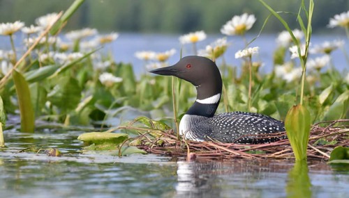 Ai generated, animal, animals, bird, birds, biotope, habitat, a, individual, swims, waters, breeds,