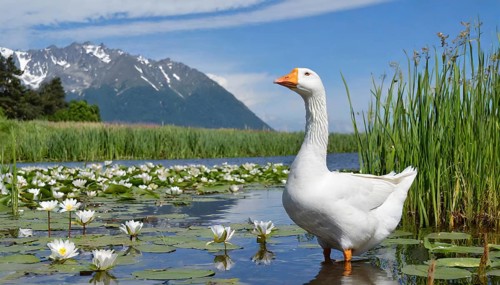 Ai generated, animal, animals, bird, birds, biotope, habitat, an, individual, swims, waters, reeds,