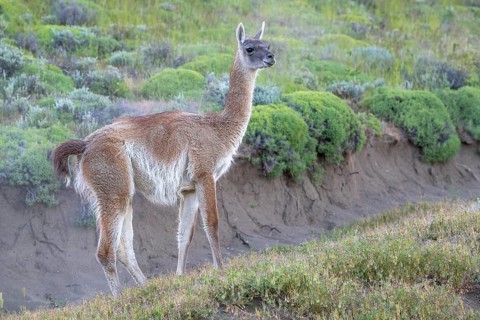 Guanaco (Llama guanicoe), Huanako, Torres del Paine National Park, Patagonia, End of the World,