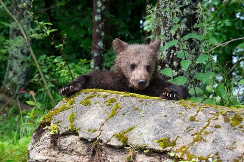 A curious brown bear young looks over a moss-covered stone, European brown bear (Ursus arctos