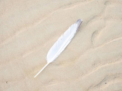 Feather of a seagull on the beach, Lopar, island Rab, Croatia, Europe