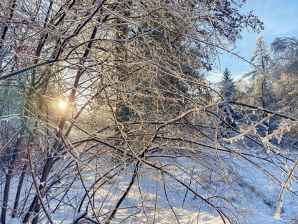 Shrub with ice-covered branches, black ice, Liederbach, Dillendorf, Rhineland-Palatinate, Germany,