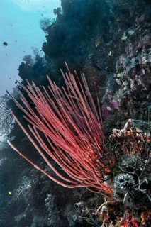 Shrub or rod gorgonian (Ellisella ceratophyta), Wakatobi Dive Resort, Sulawesi, Indonesia, Asia