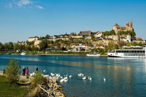 Swans on the Rhine and town view, Breisach am Rhein, Baden-Wuerttemberg, Germany, Europe