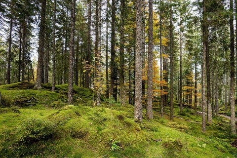 Spruce forest and moss, near Hinterzarten, Black Forest, Baden-Wuerttemberg, Germany, Europe