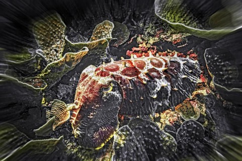 Broadclub cuttlefish (Sepia latimanus), Wakatobi Dive Resort, Sulawesi, Indonesia, Asia
