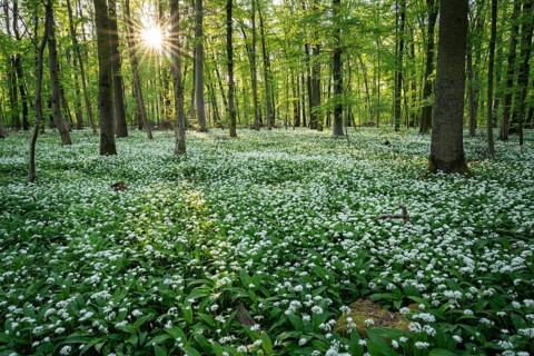 A deciduous forest with white flowering ramson (Allium ursinum) in spring in the evening sun with a