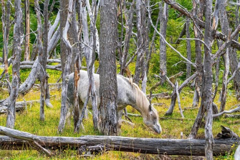 Horse, grey, grazing between dead trees, Tierra del Fuego National Park, Tierra del Fuego Island,