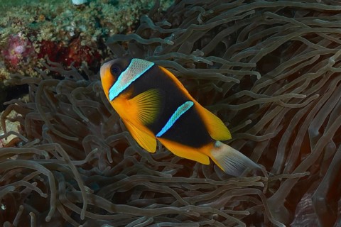 Allard's clownfish (Amphiprion allardi) in its splendour anemone (Heteractis magnifica), Sodwana