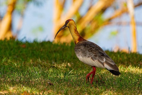 White-necked Ibis (Theristicus caudatus hyperorius) Pantanal Brazil