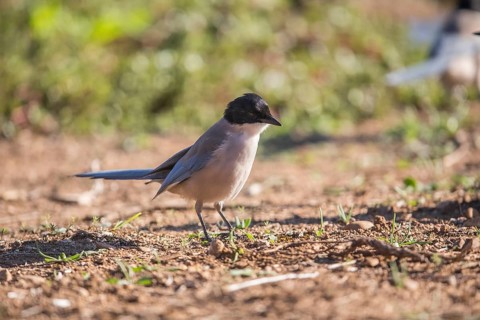 Blue magpie (Cyanopica cooki), Extremadura, Castilla La Mancha, Spain, Europe