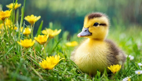 KI generated, animal, animals, bird, birds, biotope, habitat, one, single animal, foraging,