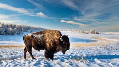 AI generated, animal, animals, mammal, mammals, biotope, habitat, one, individual animal, foraging,