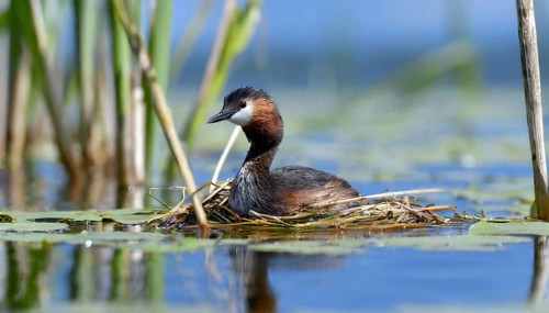Ai generated, animal, animals, bird, birds, biotope, habitat, a, individual, swims, waters, reeds,