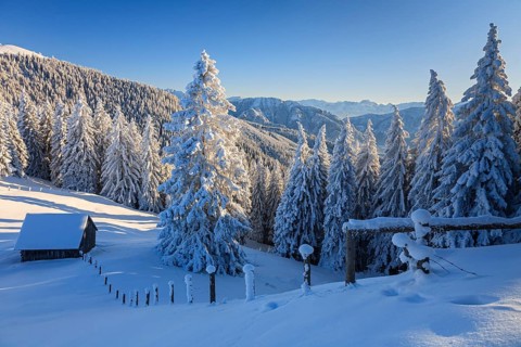 Hut in front of trees in snowy mountain landscape, winter, Hoernle, Ammergau Alps, Upper Bavaria,