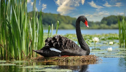 KI generated, animal, animals, bird, birds, biotope, habitat, one, individual, water, reed, blue