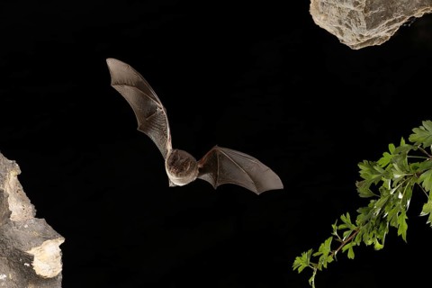 Western barbastelle (Barbastella barbastellus) in flight, Thuringia, Germany, Europe
