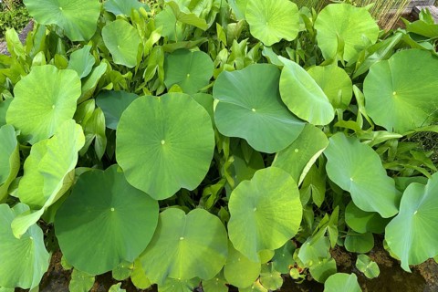Leaves of the lotus (Nelumbo), Botanical Garden, Erlangen, Middle Franconia, Bavaria, Germany,