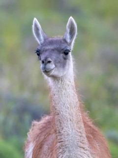 Guanaco (Llama guanicoe), Huanaco, adult, animal portrait, Torres del Paine National Park,