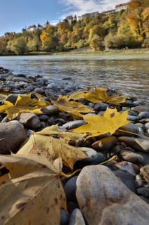Yellow maple leaves lie on grey stones on the banks of a river in autumn, in the background a