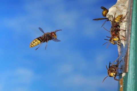 European hornet (Vespa crabro), worker flying to the nest with other workers at the entrance,