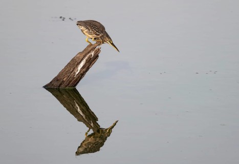 Mangrove heron (Butorides striata atricapilla), sitting on a tree stump in the water and lurking