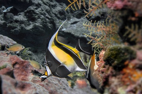 Halterfish (Zanclus cornutus, Wakatobi Dive Resort, Sulawesi, Indonesia, Asia