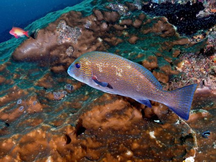 Orange-spotted sweetlips (Plectorhinchus flavomaculatus), Aliwal Shoal dive site, Umkomaas, KwaZulu