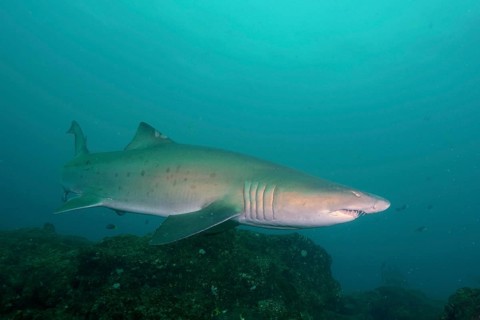 Sand tiger shark (Carcharias taurus) over the reef. Aliwal Shoal Dive Site, Umkomaas, KwaZulu