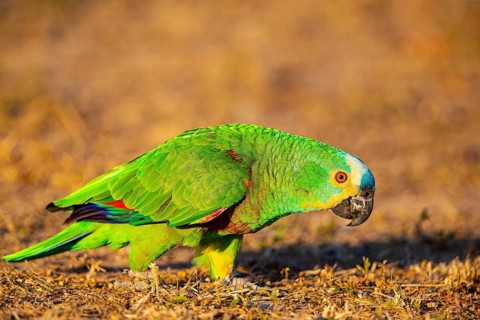 Blue-fronted Amazon (Amazona aestiva (Pantanal Brazil