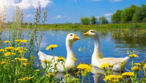 AI generated, animal, animals, bird, birds, biotope, habitat, one, individual, foraging, wildlife,