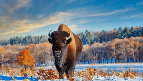 AI generated, animal, animals, mammal, mammals, biotope, habitat, one, individual, foraging,