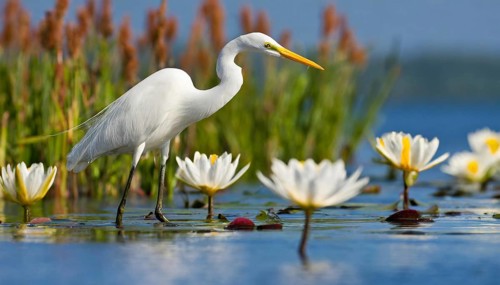 KI generated, animal, animals, bird, birds, biotope, habitat, one, individual, water, reeds, water