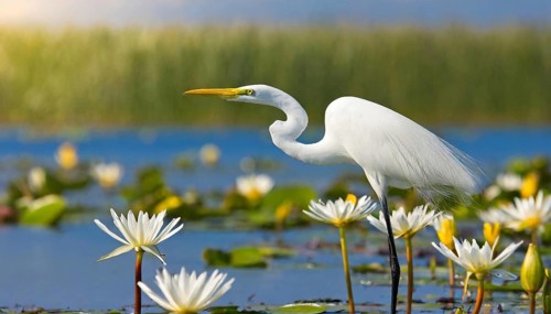 KI generated, animal, animals, bird, birds, biotope, habitat, one, individual, water, reeds, water
