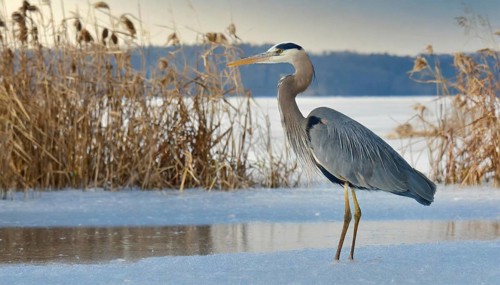 KI generated, animal, animals, bird, birds, biotope, habitat, one, individual, water, reed, winter,