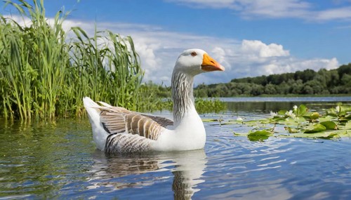 Ai generated, animal, animals, bird, birds, biotope, habitat, an, individual, swims, waters, reeds,