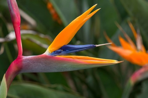 Flowering strelitzias (Strelitzia), Botanical Garden, Erlangen, Middle Franconia, Bavaria, Germany,