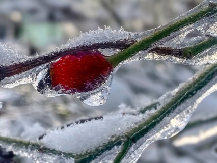 Icy rose branch with rose hip, lightning ice, Close Up, Frankfurt am Main, Hesse, Germany, Europe