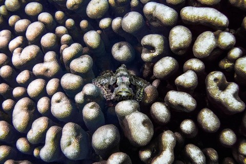 Papuan scorpionfish, (Scorpaenopsis papuensis), in stony coral (Montastrea annularis), Wakatobi