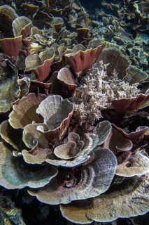 Small polyp stony coral, (Montipora mactanensis), and soft coral, Wakatobi Dive Resort, Sulawesi,