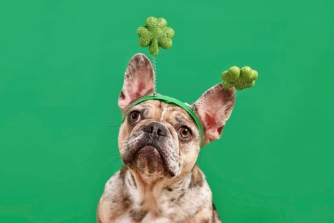 Merle French Bulldog dog wearing St. Patrick's Day shamrock costume headband on green background