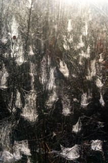 Cobwebs in the early morning with dewdrops, Ruesselsheim am Main, Hesse, Germany, Europe