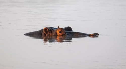 Hippopotamus (Hippopatamus amphibius) in the water at sunset with reflection, adult, animal