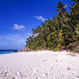 Seychelles, Fregate, blue water and palm trees on the white sandy beach of Anse Victorin, Africa