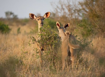 Greater Kudu (Tragelaphus strepsiceros), two adult females feeding on leaves on a bush, Kruger