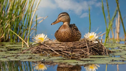 Ai generated, animal, animals, bird, birds, biotope, habitat, a, individual, swims, waters, reeds,