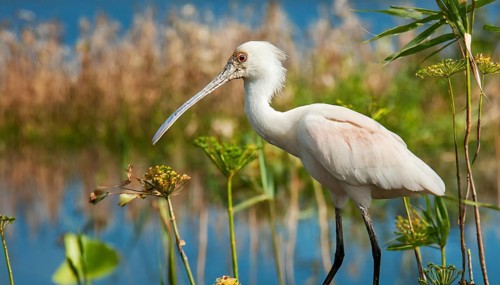 Ai generated, animal, animals, bird, birds, biotope, habitat, one, individual, swims, waters,