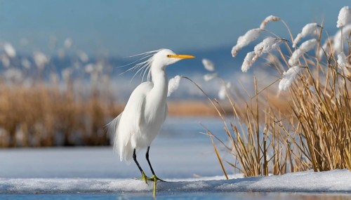 KI generated, animal, animals, bird, birds, biotope, habitat, one, individual, water, reed, snow,