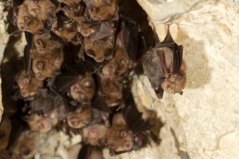 Lesser horseshoe bat (Rhinolophus hipposideros), female with young in maternity roost, bat